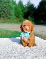 Ozzy, a male Miniature Bernedoodle for sale in Statesville, NC – 3 of 10