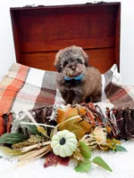 Victor, a male Poodle - Toy  for sale in Statesville, NC – 9 of 10