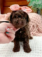 Nestle, a female Miniature Bernedoodle for sale in Statesville, NC – 7 of 10