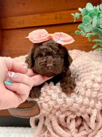 Nestle, a female Miniature Bernedoodle for sale in Statesville, NC – 10 of 10