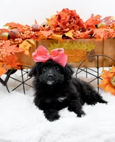 Tala, a female Cavapoo for sale in Statesville, NC – 10 of 10