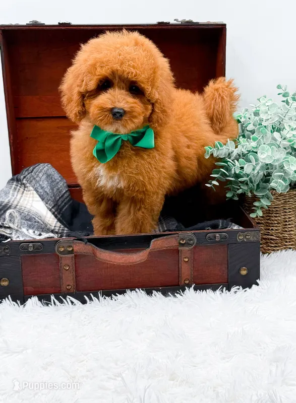 Eddie – Miniature Goldendoodle puppy for sale in Statesville, NC