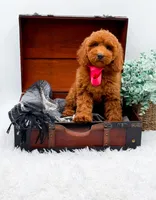 Emma, a female Miniature Goldendoodle for sale in Statesville, NC – 2 of 10
