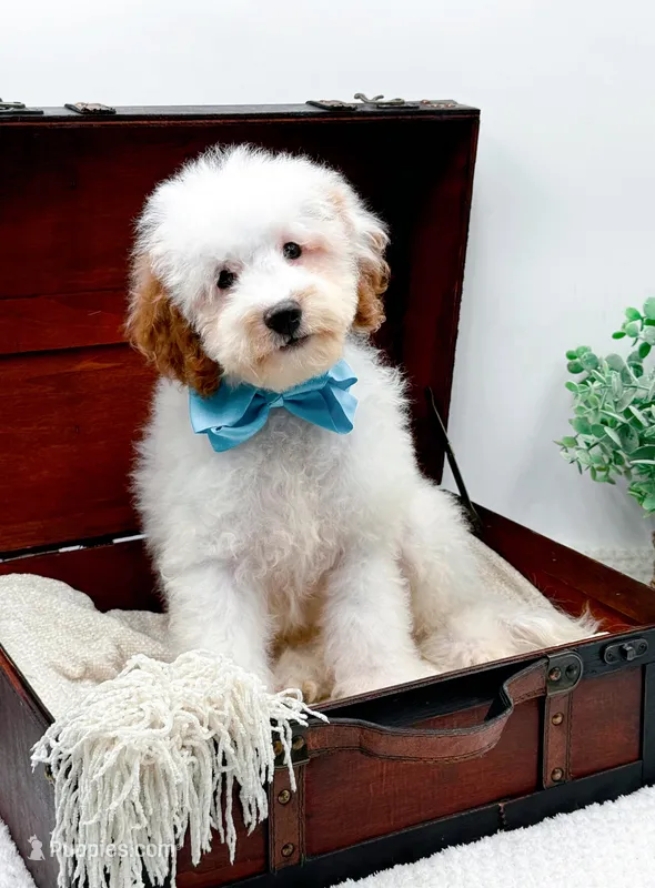 Sam – Miniature Goldendoodle puppy for sale in Statesville, NC