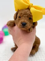 Carlie, a female Miniature Goldendoodle for sale in Statesville, NC – Photo 3 of 10