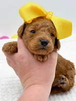 Carlie, a female Miniature Goldendoodle for sale in Statesville, NC – Photo 10 of 10