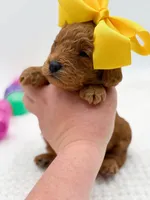 Carlie, a female Miniature Goldendoodle for sale in Statesville, NC – Photo 7 of 10