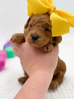 Carlie, a female Miniature Goldendoodle for sale in Statesville, NC – Photo 9 of 10