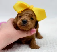 Carlie, a female Miniature Goldendoodle for sale in Statesville, NC – Photo 4 of 10