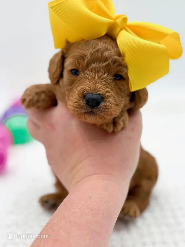 Carlie – Miniature Goldendoodle puppy for sale in Statesville, NC