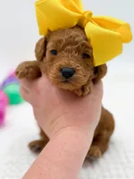 Carlie, a female Miniature Goldendoodle for sale in Statesville, NC – Photo 1 of 10