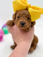 Carlie, a female Miniature Goldendoodle for sale in Statesville, NC – Photo 2 of 10