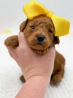 Carlie, a female Miniature Goldendoodle for sale in Statesville, NC – Photo 5 of 10