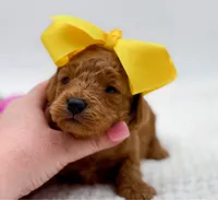 Carlie, a female Miniature Goldendoodle for sale in Statesville, NC – Photo 6 of 10