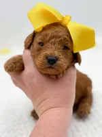 Carlie, a female Miniature Goldendoodle for sale in Statesville, NC – Photo 8 of 10