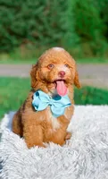 Ozzy, a male Miniature Bernedoodle for sale in Statesville, NC – 8 of 10