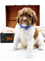 Hank-Blue Eyes, a male Bernedoodle for sale in Statesville, NC – 10 of 10