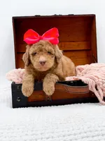 Holly, a female Bernedoodle for sale in Statesville, NC – 6 of 10