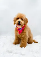 Heidi, a female Miniature Goldendoodle for sale in Statesville, NC – 7 of 10