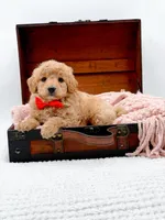 Shaggy, a male Miniature Goldendoodle for sale in Statesville, NC – 9 of 10