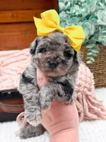 Micro Mini-Nala, a female Miniature Bernedoodle for sale in Statesville, NC – 10 of 10