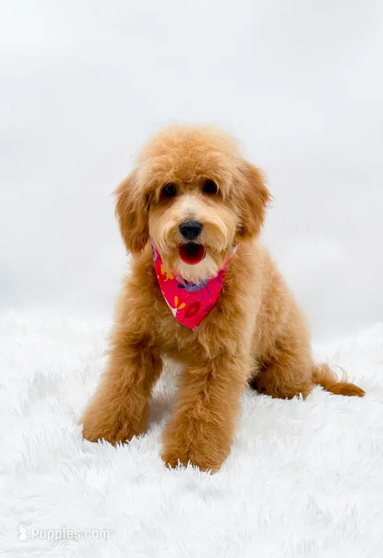 Heidi – Miniature Goldendoodle puppy for sale in Statesville, NC