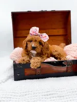 Raleigh, a female Cavapoo for sale in Statesville, NC – 8 of 10
