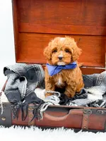 Sam, a male Cavapoo for sale in Statesville, NC – 9 of 10