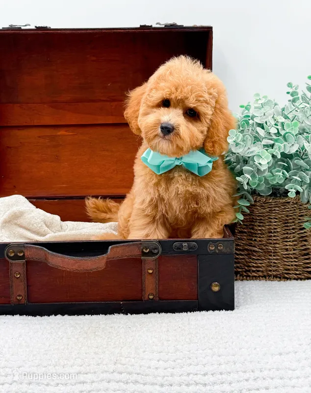 Pretzel – Miniature Goldendoodle puppy for sale in Statesville, NC