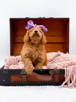 Summer, a female Miniature Goldendoodle for sale in Statesville, NC – 2 of 10