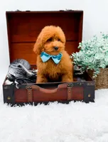 Edwin, a male Miniature Goldendoodle for sale in Statesville, NC – 9 of 10