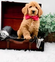 Ginger, a female Goldendoodle for sale in Statesville, NC – 9 of 10