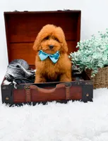 Edwin, a male Miniature Goldendoodle for sale in Statesville, NC – 10 of 10