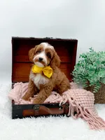 Lilly, a female Cavapoo for sale in Statesville, NC – 9 of 10