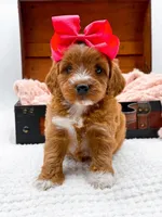 Sophia, a female Miniature Goldendoodle for sale in Statesville, NC – 9 of 10