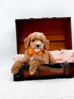 Alfie, a male Miniature Goldendoodle for sale in Statesville, NC – 1 of 10