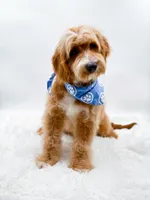 Andy, a male Miniature Goldendoodle for sale in Statesville, NC – 10 of 10