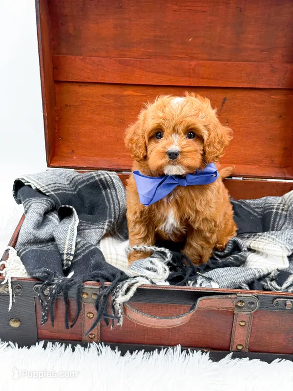 Sam – Cavapoo puppy for sale in Statesville, NC