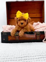 Alice, a female Miniature Goldendoodle for sale in Statesville, NC – 4 of 10