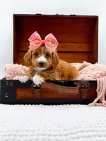 Stella, a female Miniature Goldendoodle for sale in Statesville, NC – 3 of 10