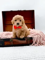 Shaggy, a male Miniature Goldendoodle for sale in Statesville, NC – 4 of 10
