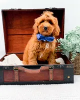 Paulie, a male Miniature Goldendoodle for sale in Statesville, NC – 9 of 10