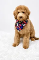 Holly, a male Bernedoodle for sale in Statesville, NC – 2 of 8