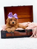 Summer, a female Miniature Goldendoodle for sale in Statesville, NC – 4 of 10