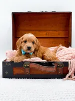 Samson, a male Miniature Goldendoodle for sale in Statesville, NC – 4 of 10