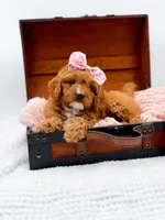 Raleigh, a female Cavapoo for sale in Statesville, NC – 5 of 10