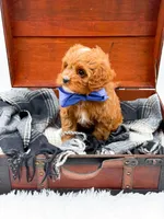 Sam, a male Cavapoo for sale in Statesville, NC – 4 of 10