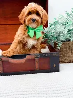 Petey, a male Miniature Goldendoodle for sale in Statesville, NC – 8 of 10