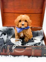Sam, a male Cavapoo for sale in Statesville, NC – 6 of 10