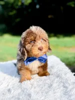 Odin-Blue Eyes, a male Miniature Bernedoodle for sale in Statesville, NC – 10 of 10